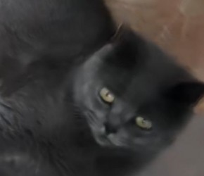 ​一只正在晒太阳的​​英短蓝猫​​，眼睛大大的好可爱​