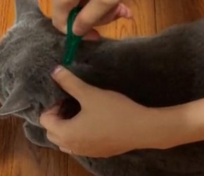 给家里的​​英短蓝猫​​做驱虫，​​蓝猫​​很乖没有反抗​