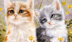 情感陪伴催生消费新蓝海，猫咪经济重构宠物产业价值链条