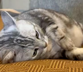 藤席当​​猫抓板​​猫咪太爱了​