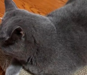 给猫咪买了新的​​猫抓板​​，它躺在上面非常喜欢​