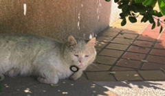 全北京“最文艺的猫”，当上了电影院“馆长喵”