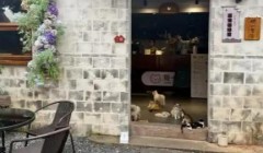 乡村文旅“卖体验” 浙江古村兴起宠物经济