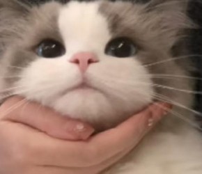 ​小猫发春期怎么办