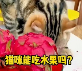 ​养猫知识​​：猫咪嘴馋水果怎么办，有些再馋也不能吃