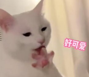 ​养猫​​热​​知识​​，你都知道吗？​