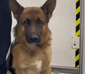 ​为什么有警犬却没有警猫呢