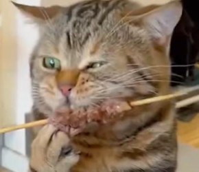 ​养猫​​必知！你绝对不知道的几个​​养猫​​小​​知识​​！​