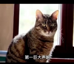养猫​​的注意了，这几种东西是猫咪的克星#​​知识​​整活儿大赛