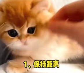 ​养猫知识​​：新猫到家，一定要做这4件事~紧急！
