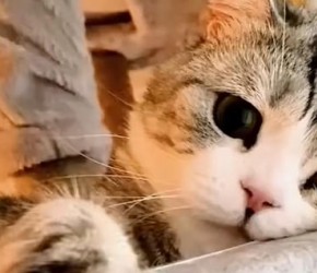 养猫知识​​：呆猫测试，猫咪表示cpu被干烧了~~3句撒娇猫语，猫咪立马变成粘人精~~​