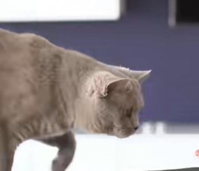 ​猫咪可以吃哪些人类食物？​​养猫​​经验分享，​​养猫​​小​​知识​