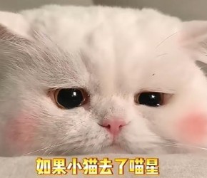 养猫知识​​：喵星告别，纪念小猫的4种温暖方式​