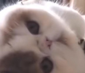 新手养猫常识，你知道几个