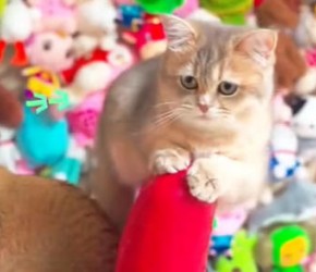 ​在猫眼里，到底是谁在照顾谁？