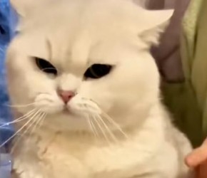 猫咪成长记：从1个月到18岁的故事​
