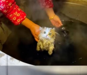 快看！6个​​养猫​​雷区别踩​