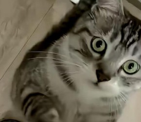 ​养猫知识​​：猫咪极度缺爱的4种行为