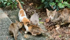 老爷爷来公园帮流浪猫梳毛，它们乖乖排队等候