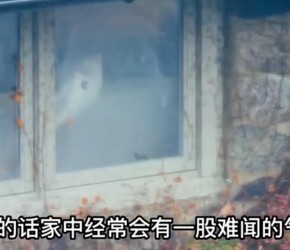 ​养狗​​担心有异味，怎么办_你可以养这五种狗​