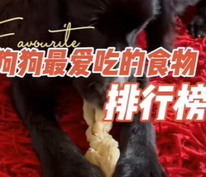 狗狗最爱吃的食物排行榜，​​养狗​​经验分享，​​养狗​​小​​知识​