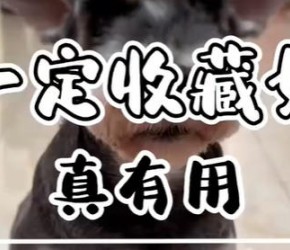 养狗​​的家人们，这条视频一定收藏，能帮你省大钱