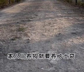 ​养狗​​就要养哈士奇！这理由你满意吗？​