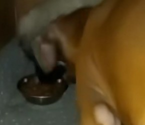 ​狗子们最怕哪些声音呢，主要必坑哦​