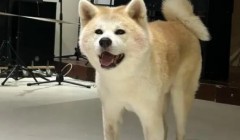 主人心急如焚寻狗，网友积极回应：在牛肉面店吃牛腱子呢