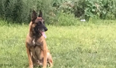 警犬撒娇要训导员抱着走，结果被路人笑话…