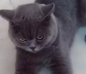 新手​​养猫常识​​，你知道几个​