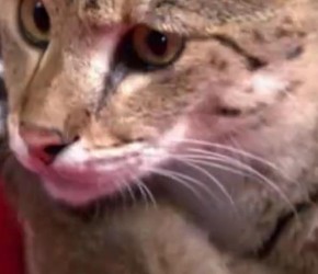 ​养猫​​必懂小​​常识​​，别以为猫咪的唾液不会让人过敏