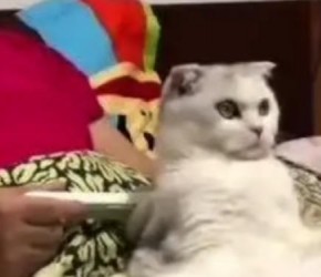 ​养猫​​时得了鼻炎怎么办？继续养？还是丢猫？