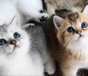 ​银渐层与金渐层猫咪：​​养猫​​必备知识​