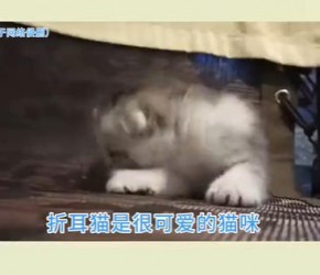 折耳猫不能吃的东西