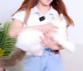 养猫​​的三大谎言，你都中招了吗?​