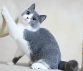 学生党​​养猫​​，平价选猫攻略！！！