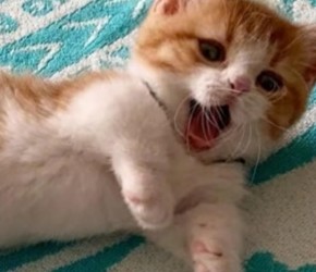 新手​​养猫​​，遇到猫咪不吃不喝怎么办？​