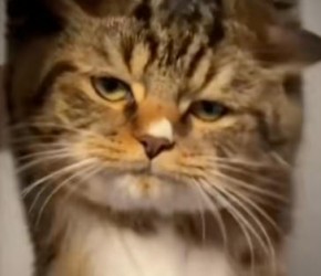 ​新手​​养猫​​必看！这6种食物一口就能要猫命​