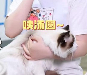 ​猫咪冷知识，​​养猫​​都不一定知道​
