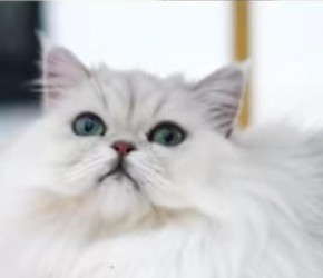 这可能是我​​养猫​​前都不敢幻想的画面……​