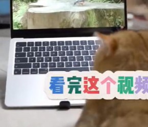​学会8句猫语 直接可以当猫了 #猫语十级