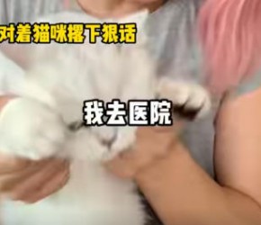 养猫​​过程中的隐藏危险有哪些？