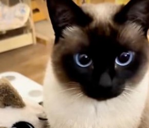 ​新手​​养猫​​推荐这六种猫省心又省钱​