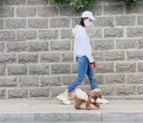 ​养狗和​​养猫​​的区别！网友：看完两个都想养怎么办？​