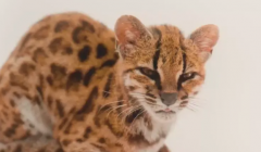 猫科家族迎来新成员？百年难得一见的蒂尔卡约虎猫现世