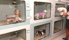 宠物假期寄养生意火起来