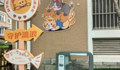 流浪猫被困小区屋顶，社区多方联手暖心营救