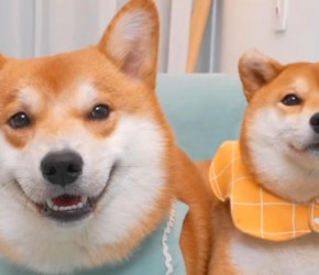 ​柴犬​​和柯基的混血小狗成年了，每一次成长都让我提心吊胆​