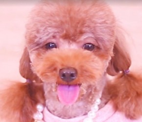 ​柴犬​​的脸千万不能捏！太容易上瘾！